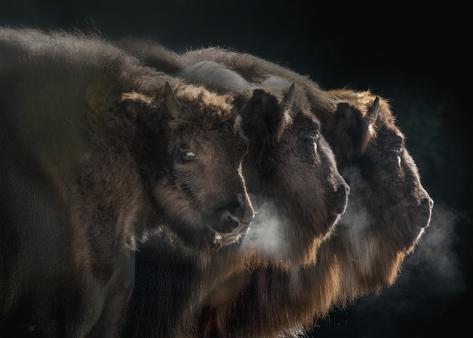 25 P. Wisent - Fritz Fuchshuber